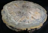 Petrified Wood (Sycamore) End Cut - Oregon #28262-2